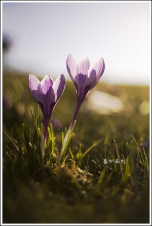 春が来た之四(一張流)