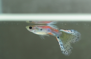 孔雀魚攝影