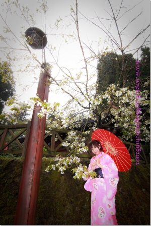 阿里山櫻花饗宴