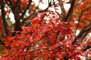 石門水庫的楓紅