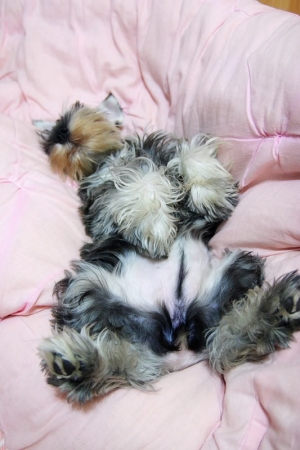 布魯王子誕生-No.1