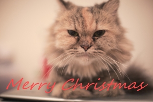 Merry Christmas 大樓 ^_^