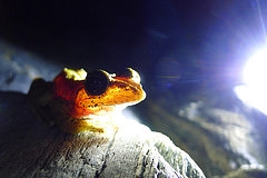 以前用Panasonic LX5拍滴