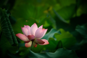 荷妳相遇 - 雜工