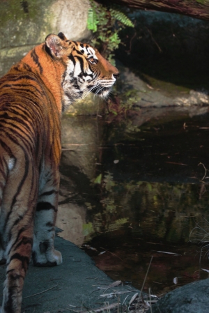 顧盼 (動物園中的老虎)