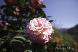 春節台大實驗林茶花展及櫻花