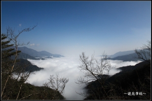 02/22 武陵櫻花怒放