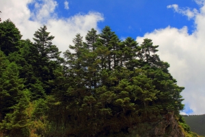 合歡山松雪樓周遭閒晃，並記錄夏日花卉