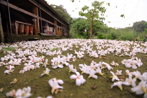 [6D]油桐花+阿愣