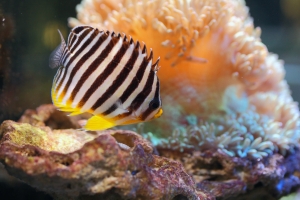 Multibarred Angelfish