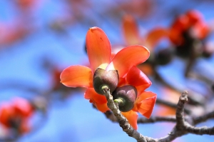 走在白河木棉道上~~~~~~~~~~