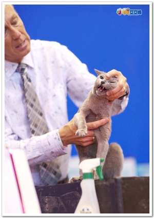 第八屆貓咪選美賽照片-俄羅斯藍貓專輯