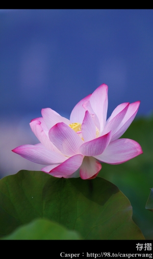 "荷"來"荷"去的!! by存摺