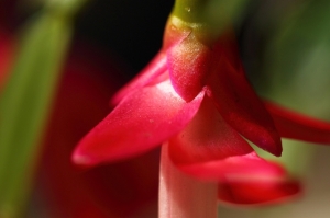 粉艷燈籠花開--百微L