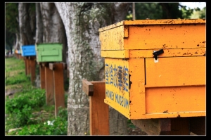 古坑\阿里山\台南公園二日遊