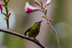 金門拍鳥行-叉尾太陽鳥