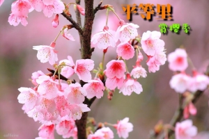 ★ 平等里賞櫻去