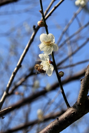 角板山的梅花和楓葉 2015-01-08