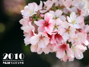 2010 三芝無極天元宮吉野櫻