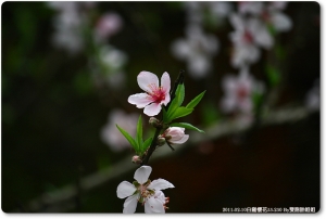 厡來櫻花這麼美By雙胞胎姐姐