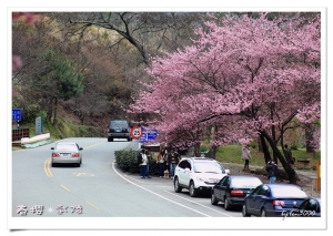 春櫻*武陵 一日遊~
