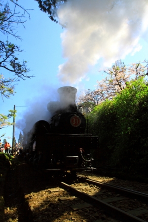 阿里山國寶級蒸氣小火車