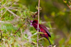合歡山的鳥-酒紅朱雀