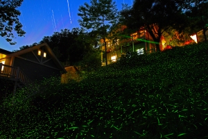 若蘭山莊 - 螢光飛舞之ㄧ張流