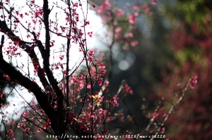 2011中正紀念堂的櫻花