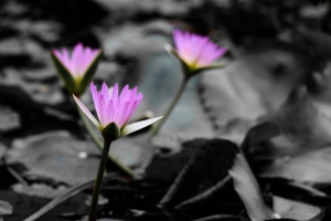 出污泥而不染 (請安帖)