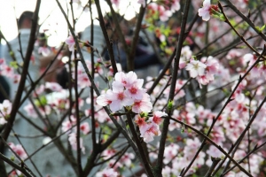 20120317淡水天元宮