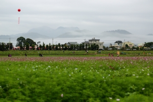 新社花海2012-只有波斯菊