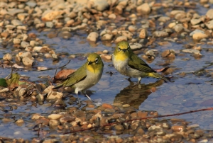 午後出浴偷拍...