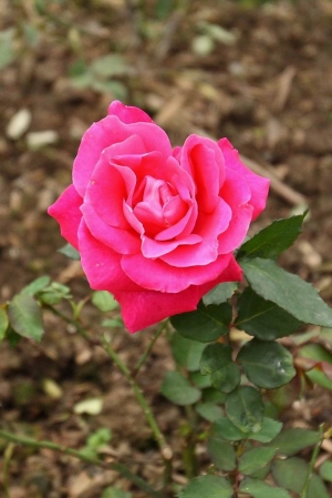 過氣老師拍玫瑰(10P)