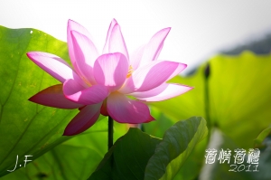 荷情荷禮-新坡拍荷花