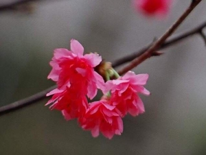 櫻花小品