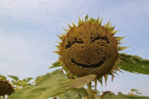 向日葵花田 part2