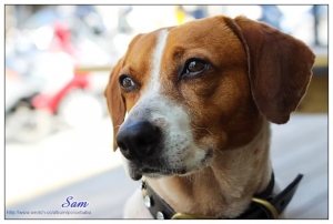 收容所救出來的狗狗～