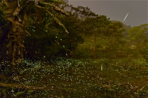 螢火蟲之夜～南投魚池鄉周邊～（補照片）