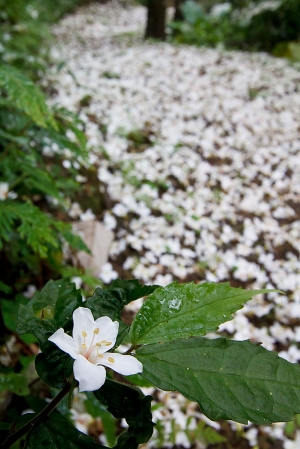 滿滿桐花的步道