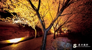 【武陵 • 红粉佳人】Photo By 藍色高興