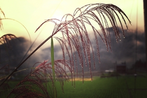 福壽山楓紅與清境