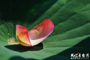 白河荷花季_P4