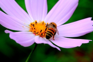 波斯花微距拍攝