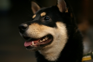 愛犬冰狗