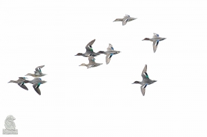 茄萣溼地二拍--小水鴨