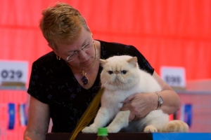 5/3貓選美&待認養貓