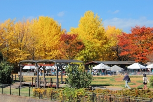 <賞楓趣>日本國營昭和公園~第一部
