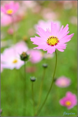 天氣好到爆-波斯菊