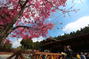 阿里山賞吉野櫻